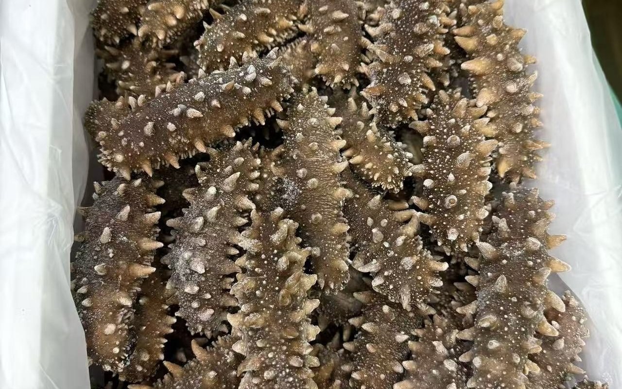 林芝即食海参实拍图